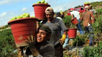 Miles de inmigrantes que trabajan recogiendo las cosechas de tomates y otras hortalizas en Italia recibirán un permiso de residencia temporal./