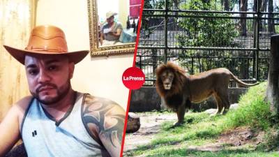 El hombre fue atacado por el león cuando ingresó a la jaula.