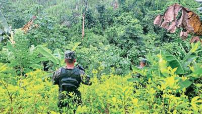 Los agentes Xatruch procederán con la destrucción de la plantación de arbustos de hoja de coca.