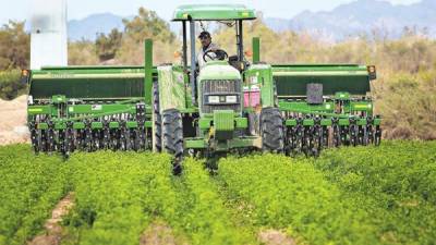 El heno a partir de la alfalfa y otras plantas herbáceas representa el cuarto mayor cultivo de Estados Unidos por superficie. Arriba, un campo de alfalfa en California.