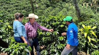 Don Adán recomienda a los productores de la zona la aplicación de la línea de productos Cadelga en sus cultivos para mejorar el rendimiento y productividad.