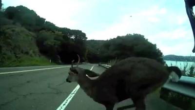 El afectado relató que, cuando el venado saltó, lo impactó sin siquiera poder frenar un poco.