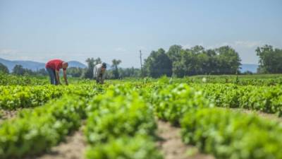 Grupo LAFISE pone a disposición de los pequeños, medianos y grandes productores sus facilidades crediticias a nivel regional en pro del crecimiento y desarrollo del sector agrícola.