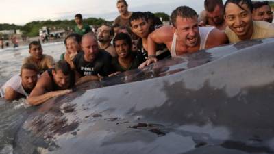 En esta época del año es muy común que ballenas jorobadas y delfines visiten las costas del Pacífico en busca de alimento.