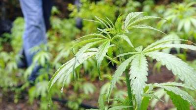 Uruguay legalizó la producción, venta y consumo del cannabis en el 2013.