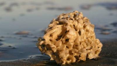 La esponja marina endémica de la Polinesia tiene una composición perfecta para detener el calcio, y provocar el colapso de las células tumorales.