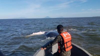 Militares y pescadores lograron quitarle la red a la ballena.