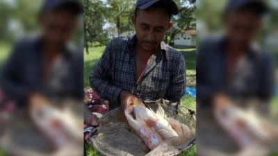 Un productor de tilapia muestra los peces.