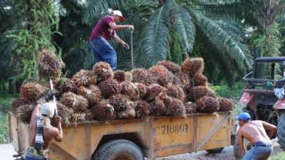 Los productores se proponen aumentar la cosecha de fruta en 2016.