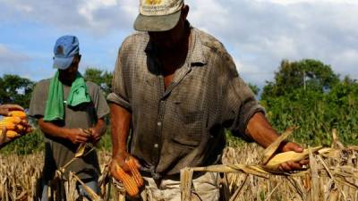 La agroindustria de alimentos balanceados ya comenzó a importar maíz amarillo.