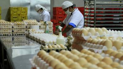 La inversión en tecnificación e infraestructura de las granjas avícolas ha aumentado la producción de huevo y pollo en el país. Foto: Cristina Santos