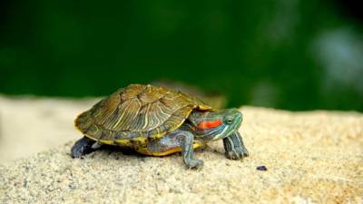 Todas las tortugas pueden portar salmonella y transmitirla a las personas.