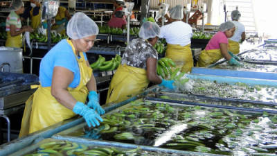 Más de 200 mujeres de todas las edades laboran en las plantas empacadoras de banano de la empresa Las Guanchías en Santa Rita, Yoro.