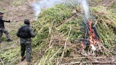 Militares procedieron a incinerar las plantaciones.