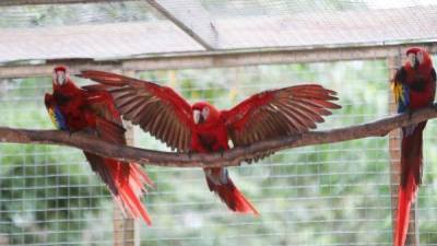 Muchos hacen aviturismo en el Valle Sagrado de la Guacamaya Roja.