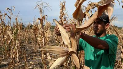 Un productor sampedrano revisa sus plantaciones de maíz afectadas por la sequía. Fotos: Amílcar Izaguirre