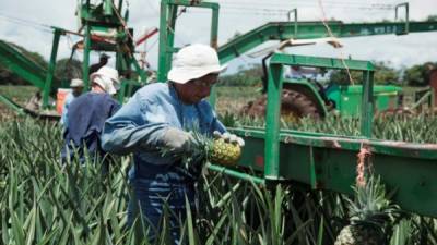 Un productor trabaja en la recolecta de piña, uno de los principales cultivos de exportación de Costa Rica y de los referentes del agro centroamericano.