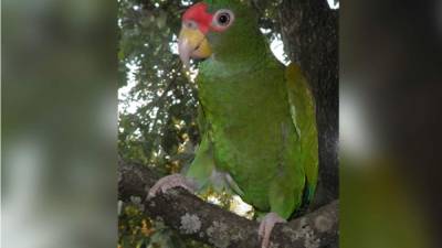 Un loro que tiene un inusual plumaje azul en el interior de sus alas y emite un fuerte y breve chillido muy distintivo ha sido identificado en México como una nueva especie y bautizado como Amazonas de alas azules, informó hoy la revista científica PeerJ. . EFE/Universidad de Florida/Universidad de WROCLAW