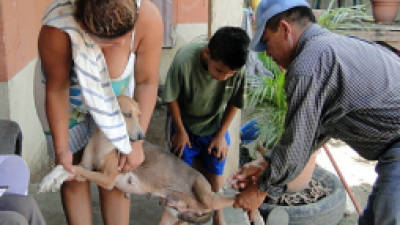 Personal de la Secretaría de Salud pide a la población vacunar a sus animales.