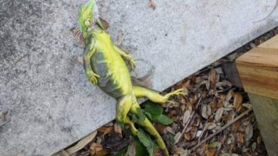 Foto referencial de una iguana congelada. Foto tomada de www.cambioclimaticochile.cl