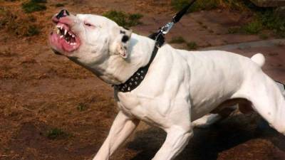 Según el Cuerpo de Bomberos el pitbull atacó a su propio su dueño. Imagen de referencia.