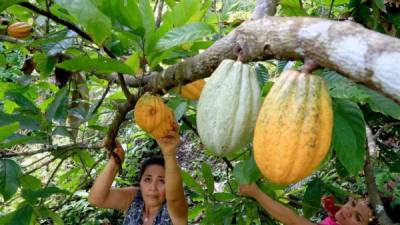 El cacao que se produce en Honduras es de alta calidad y de mucha demanda.