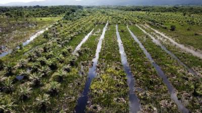 En las imágenes aéreas de Diario LA PRENSA se observa cómo está siendo devastado el Parque Nacional Jeannette Kawas por personas que siembran palma africana en zona núcleo y de amortiguamiento.