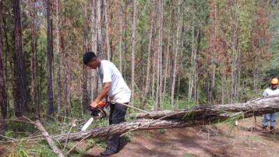 Un empleado de ICF corta un pino infestado en El Merendón.