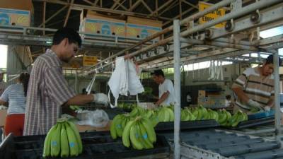 Aunque Fyffes se retiró del mercado, Chiquita mantiene una fuerte presencia en Honduras.