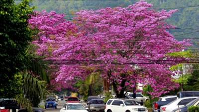En los bulevares como el de Los Próceres, los árboles forman túneles naturales con sus flores dando la bienvenida.
