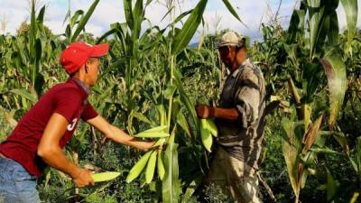 Productores de maíz de Olancho, una de las zonas de mayor área cultivada .