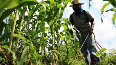 Desde el año pasado, los productores de maíz se quejan por los bajos precios.