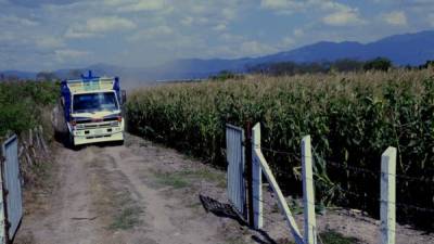 Con el proyecto buscan mejorar el rendimiento agrícola del país.