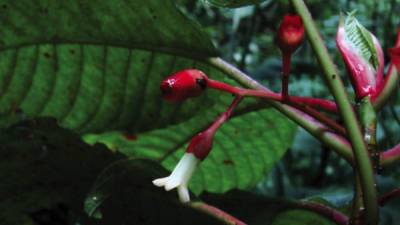 Sommera cusucoana, nueva especie descubierta en Honduras. A.C. Dietzsch. FOTO: Hipertextual.