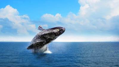 La temporada de observación de ballenas jorobadas se extenderá hasta el 15 de marzo.