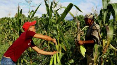 Productores de maíz en la zona norte del país.