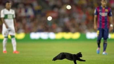 La aparición del gato despertó todo tipo de reacciones. De la superstición de Luis Enrique o Jordi Alba, a la curiosa interpretación de Alves. Foto cortesía FCBarcelonaNoticias.com