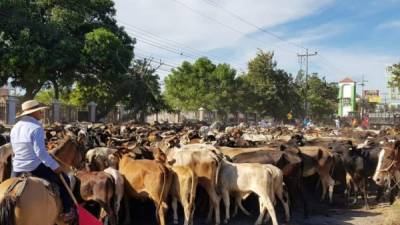 EGanaderos protestaron con 400 reses frente al Palacio de Justicia exigiendo el respeto a la propiedad privada.