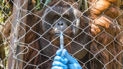 Con 26 años de vida, Sandai es un ejemplar de orangután único en Sudamérica, con un gran potencial para la reproducción de una especie bajo amenaza crítica de extinción.