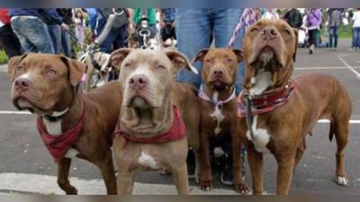 Diversas organizaciones protectoras de animales en Honduras marcharán contra la prohibición de razas de perros y exigiendo la aprobación de leyes de tenencia responsable en el país.