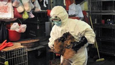 Autoridades de Estados Unidos informaron que pese al primer caso de gripe aviar aclararon que el riesgo de transmisión a humanos continúa bajo.