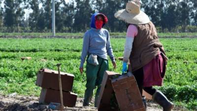 Unas campesinas ataviadas con gorra, sombrero y pañuelo de tela cubriéndoles la boca y nariz mientras trabajan en un campo de cultivo de cilantro en Oxnard, California. EFE