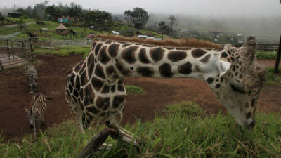 La jirafa Big Boy es una de las mayores atracciones en el zoológico.