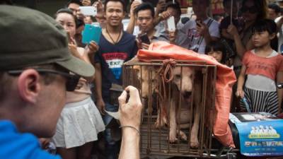 El Festival de carne de perro en China es una popular celebración que se remonta a los años 90.