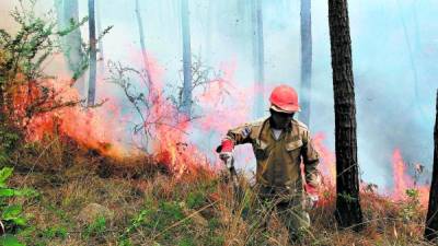 Los bomberos han sofocado varios incendios en los bosques de Francisco Morazán.