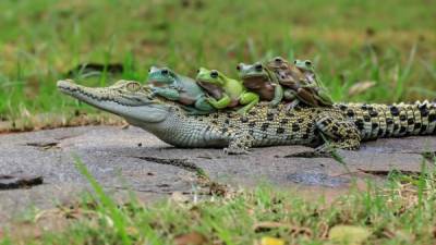 Estas ranas se arriesgaron y dieron un paseo sobre el caimán.