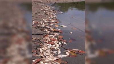 Miles de peces de varias especies han muerto en los últimos días en la laguna Los Micos.