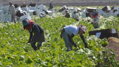 Los hondureños pueden trabajar por un periodo de cuatro a seis meses.