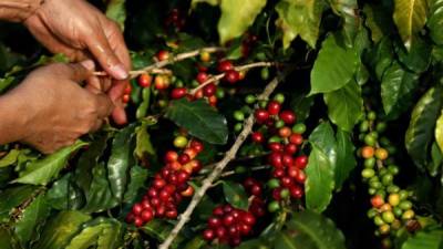 Parte de la estrategia del Bono Cafetalero consiste en la entrega de abono y capacitación a los productores, para que combinen esta siembra con la de otros cultivos que ayuden a diversificar sus ingresos y garanticen alimentos disponibles todo el año.