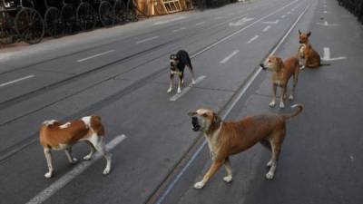 Los perros podrían ser de ayuda ante el combate del coronavirus.